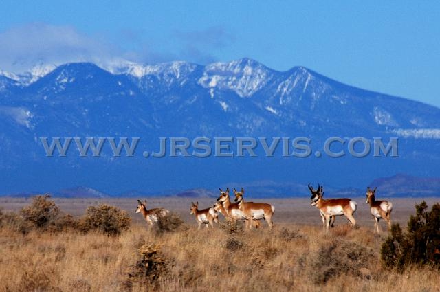 Antelope Bunch w Peaks.jpg